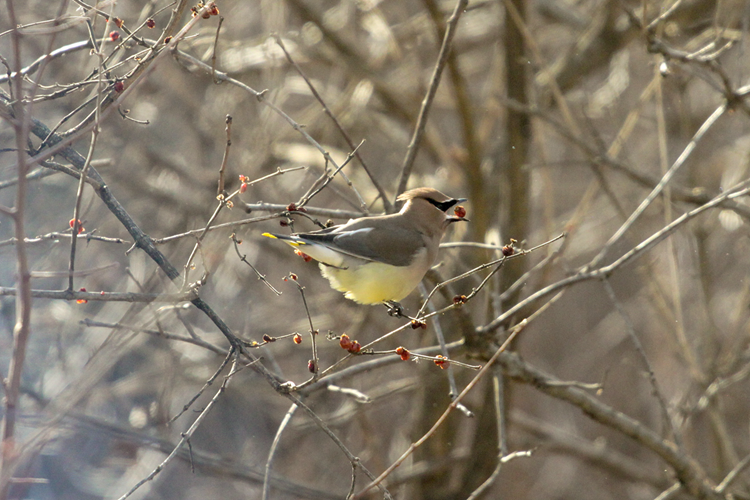 Cedar Waxwing